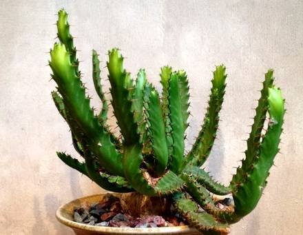 Euphorbia2