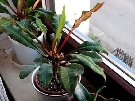 Euphorbia3