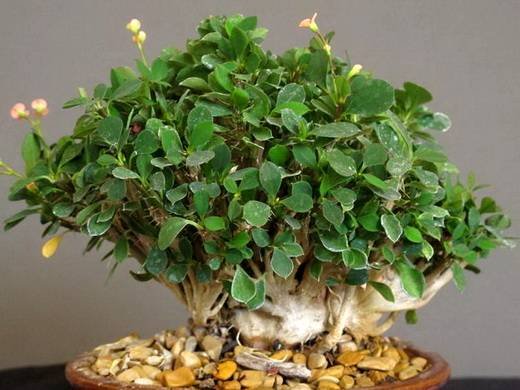 Euphorbia6