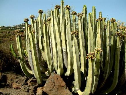 EuphorbiaCanariensis