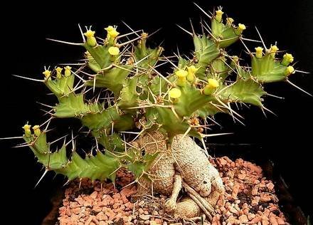 EuphorbiaClavigera