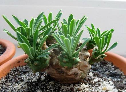 EuphorbiaCocklebur