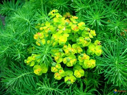 EuphorbiaCyparissias