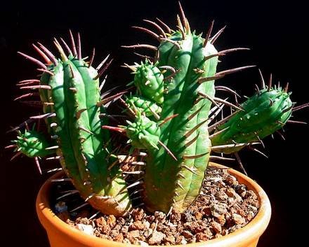 EuphorbiaEnopla