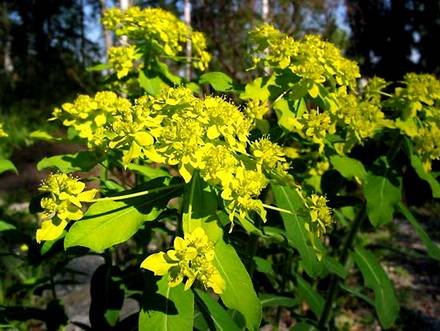 EuphorbiaFischeriana