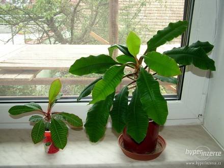 EuphorbiaLeuconeura1