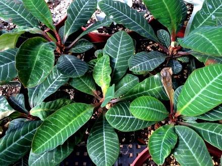 EuphorbiaLeuconeura2