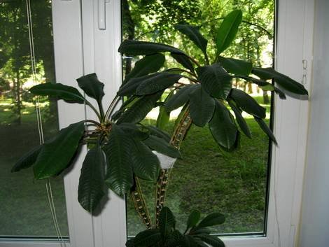 EuphorbiaLeuconeura3
