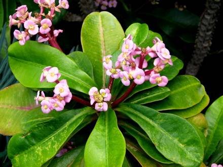 EuphorbiaLophogona