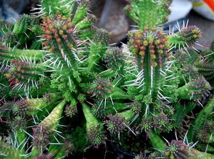 EuphorbiaMammillaris