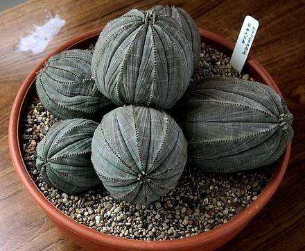 EuphorbiaObesa1