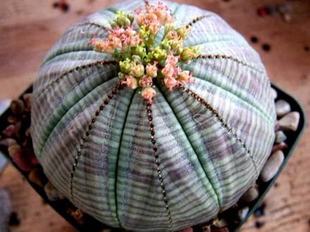 EuphorbiaObesa2
