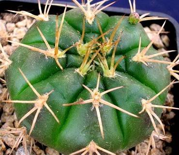 Eurypleurum