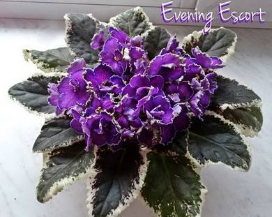 EveningEscort5