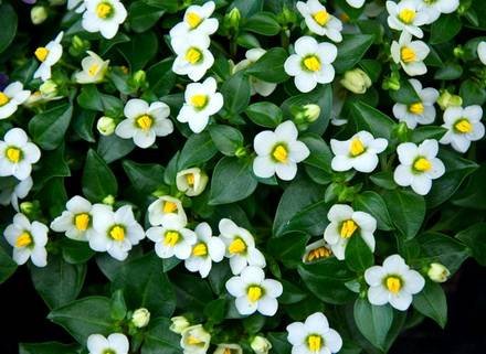 Exacum1