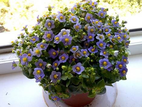 Exacum10
