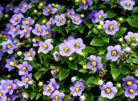 Exacum2