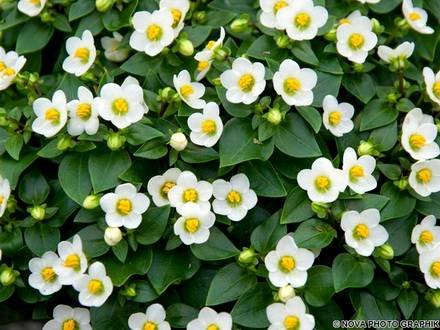 Exacum8