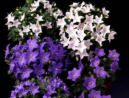 Exacum9