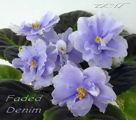FadedDenim1