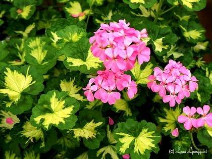 FancyLeaved9