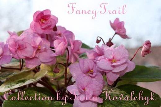 FancyTrail6