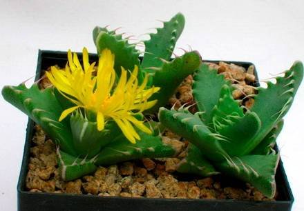 Faucaria1
