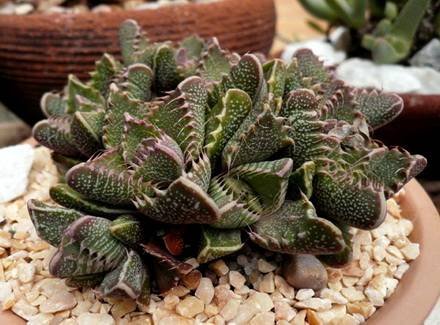 Faucaria2