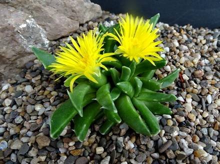 FaucariaPaucidens