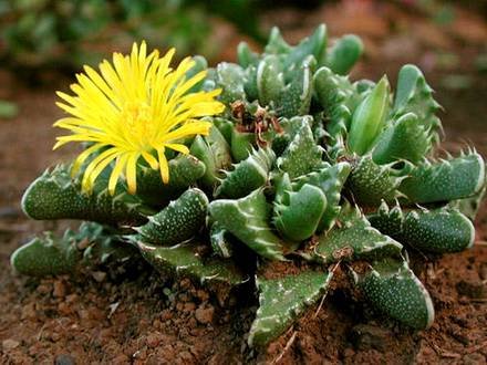 FaucariaTigrina1