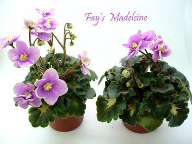 Fay'sMadeleine3