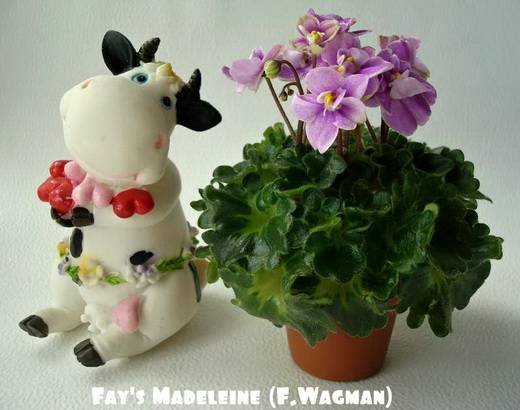 Fay'sMadeleine5