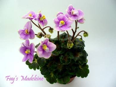 Fay'sMadeleine8