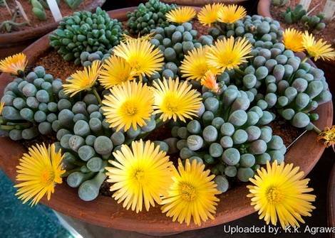 Fenestraria1