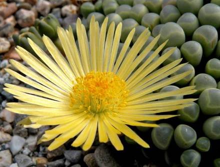 Fenestraria2