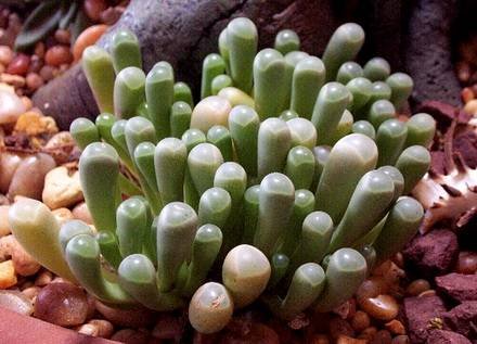 Fenestraria3
