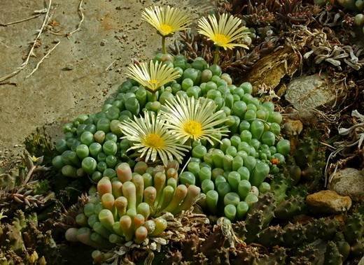 Fenestraria4