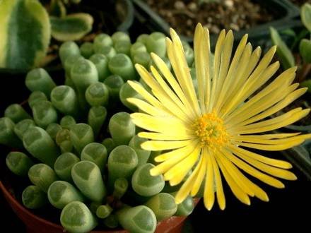 FenestrariaRhopalophylla2