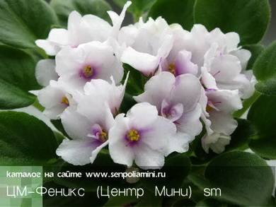 Феникс3