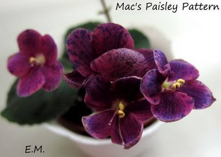 FentMacsPaisleyPattern