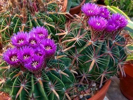 Ferocactus88
