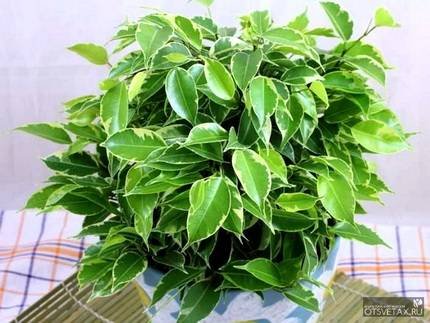 Ficus benjamina Kinky