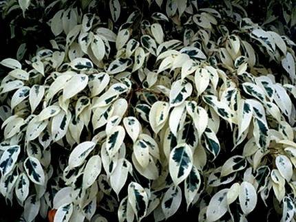 Ficus benjaminaStarlight3