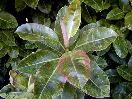 FicusDecora