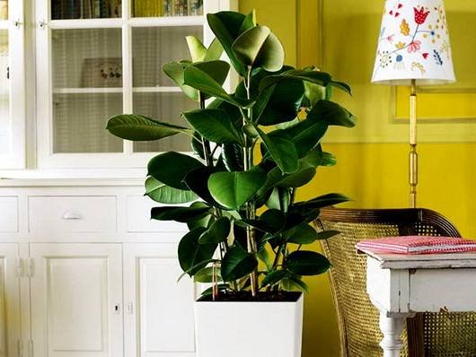 FicusElastica11