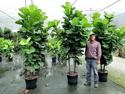 FicusLyrata10