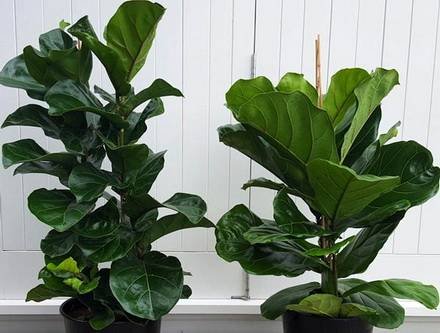 FicusLyrata4