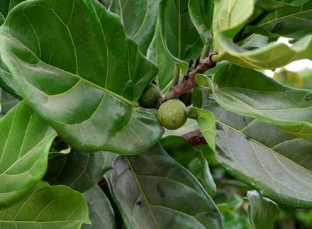 FicusLyrata7
