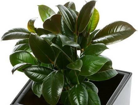 FicusMelany