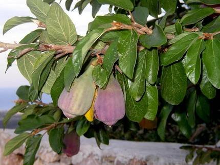 FicusPumilaAwkeotsang